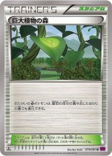 〔状態A-〕巨大植物の森【U】{079/081}
